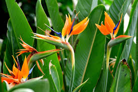 Bird of Paradise Fragrance Oil  