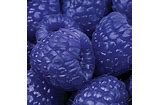 Blue Jolly Rancher  Fragrance Oil