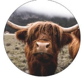 Round Cardstock Inserts -- Crazy Cats or Cows Collection