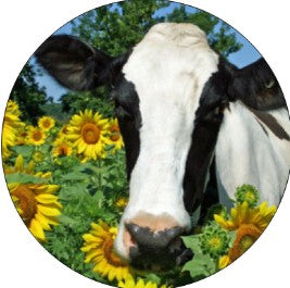 Round Cardstock Inserts -- Crazy Cats or Cows Collection