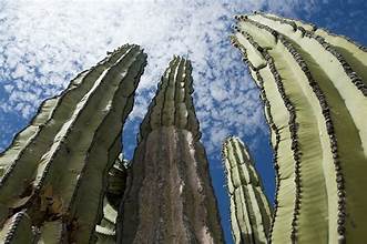 baja cactus Fragrance oil
