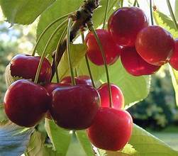 Supper Cherry Fragrance Oil