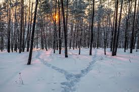 Iced Vanilla Woods Fragrance Oil